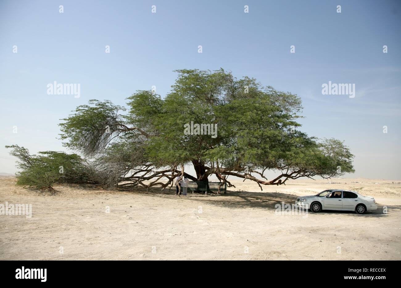 Albero della Vita, natura meraviglia nel deserto, circa 400 anni di acacia, Regno del Bahrein, Golfo Persico Foto Stock