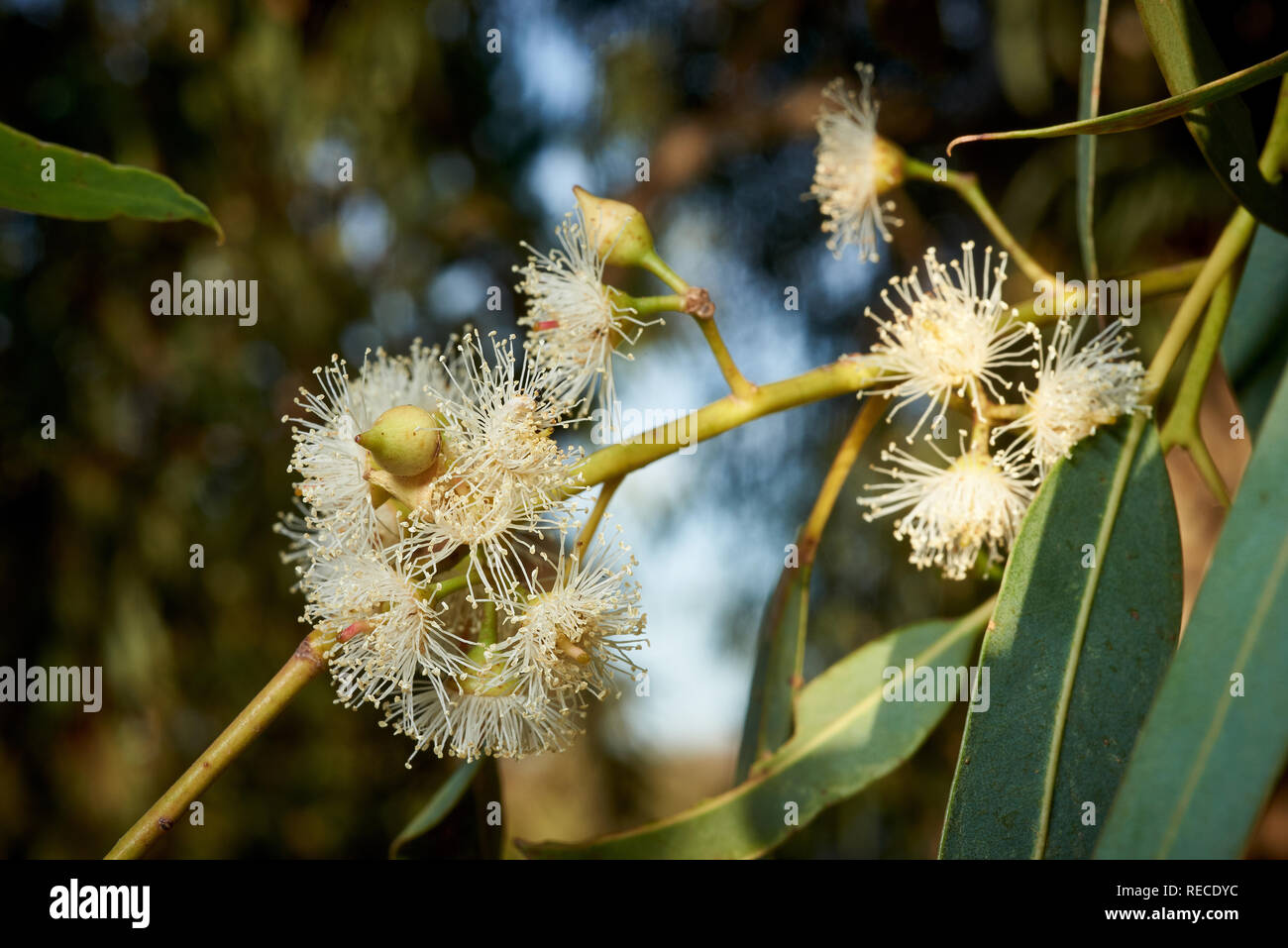 Close-up immagine di fiori onEucalyptus camaldulensis tree. Foto Stock