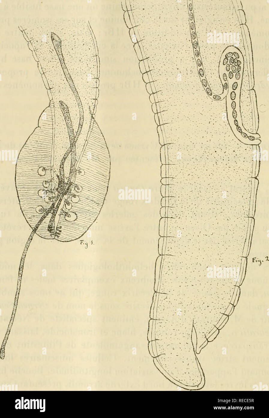 . Comptes rendus hebdomadaires des sÃ©ances de l'AcadÃ©mie des sciences. Scienza -- società, etc; scienza; scienza. Così ACADÃMIE DES SCIENCES. MÃ¢le (//"g. Mi ). Â La longueur du mÃ¢le of de 8â"¢" Ã è ""â ¢,^. Epaisseur. J, Fig. I. â Cyrnea Seuratii Rodrigues. ExtrÃ©mitÃ© poslÃ©iieiire HÂ" corps du nii'ILC. montrant la bnrsa. l'"ig. 2. Â ExtrÃ©mitÃ© du corps de la femelle (vue latÃ©ralement). Le vestibolo avec des oufs. (Le grossissement est indiquÃ© par l'Ã©clielle Ã¯oo;*). maxima de 3001^ Ã 36o'*. CavitÃ© buccale de ^o^ Ã 60''; l'Åsophage muscu- laire, entourÃ© vers figlio mili Foto Stock