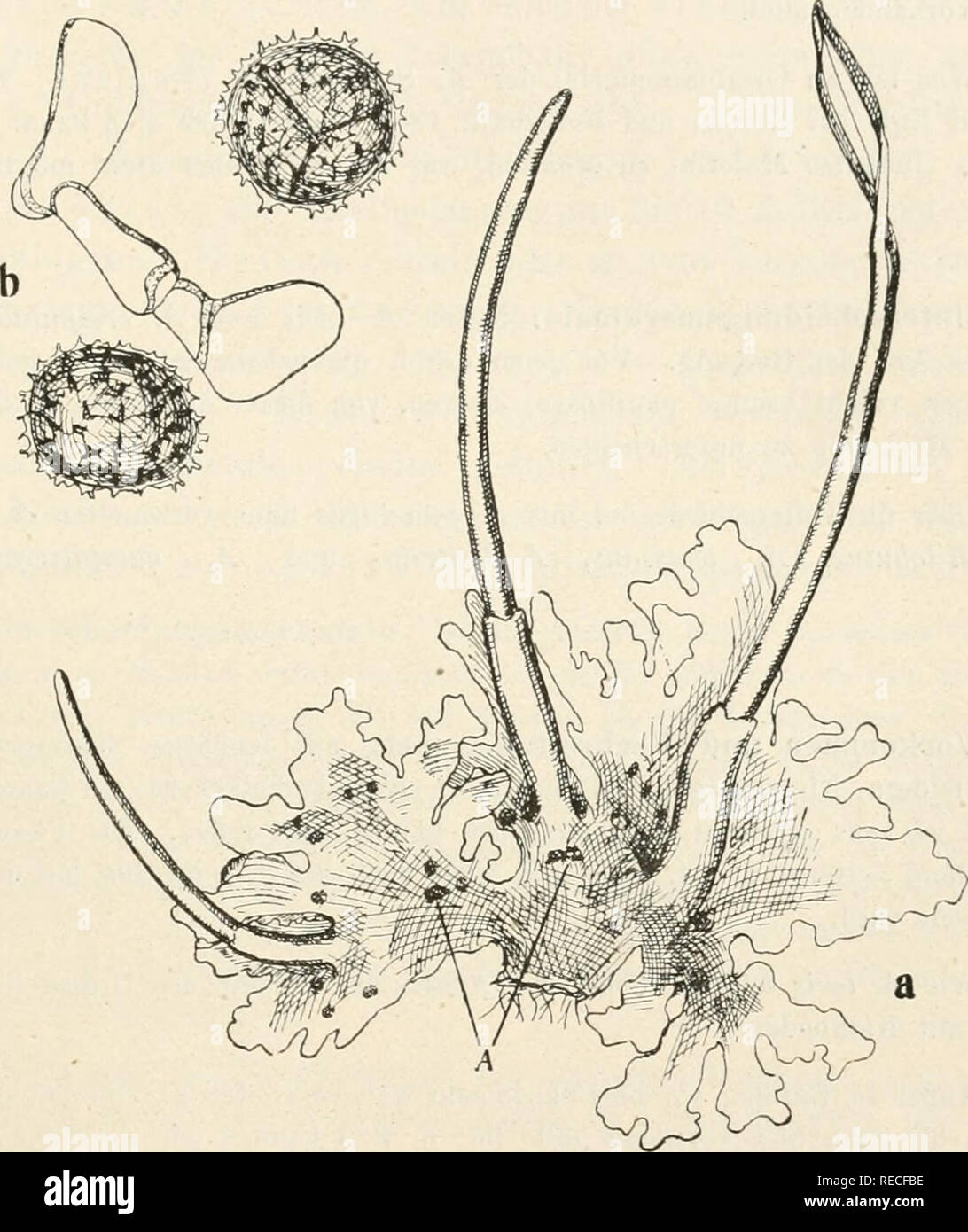 . Il dott. L. Rabenhorst's Kryptogamen-Flora von Deutschland, Oesterreich und der Schweiz. Alle crittogame -- Germania; alle crittogame -- Austria; alle crittogame -- la Svizzera. Anthoceros 599 im in 11 erII, die durch die Thallusoberseite durchscheinen. Hülle 2-4mm lang, das Sporogon eng umschließend. Sporogon 1-3 cm lang. Sporen schwärzlich, 4ü-45 ^ breit, mit netziger Felderung auf der Außenseite der Tetraden, an den Ecken der Felderung mit scharf zugespitzten oder gegabelten Stacheln besetzt.. Fig. 195. Anthoceros punctatus. Un Pflanze Verg. '"/, Bei un Autheridiengruppen; b Sporen und Elatere, Verg. *'%. Foto Stock