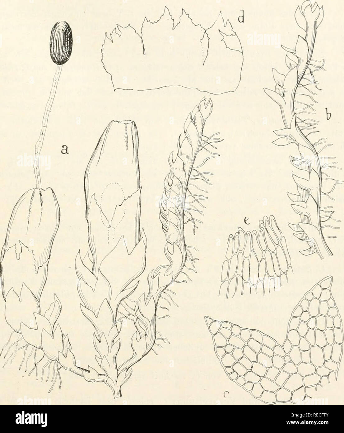 . Il dott. L. Rabenhorst's Kryptogamen-Flora von Deutschland, Oesterreich und der Schweiz. Alle crittogame -- Germania; alle crittogame -- Austria; alle crittogame -- la Svizzera. Cephaloziella. Tar. siibtilis (Velenovsky) K. M. 157 Synonyme: Cephalozia subtilis 'e)enovsky, Jatrovky ce.ske Teil I S. 37 (1901). (Fide originale!) Cephaloziella Curuowii Slater msc. bei Macvicar, Ceusus catal. Brit. Hep. S. 17 (1905) nomen nudum. Cephalozia stellulifera Pearson,'Hep Brit. Isl. tab. 68 (1900) z. T. (nach Macvicar).. Fig. 44. La rosolia Cephaloziella var. subtilis. Un Pflanze mit Perianthieu und Rechts mit cf Aste, Verg. ^/ Foto Stock