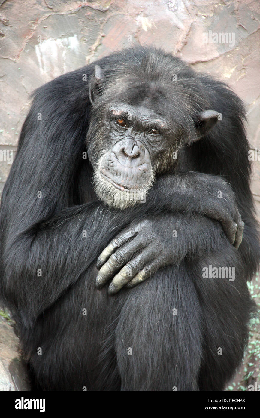 Ritratto di un triste di scimpanzé. Close-up foto Foto Stock