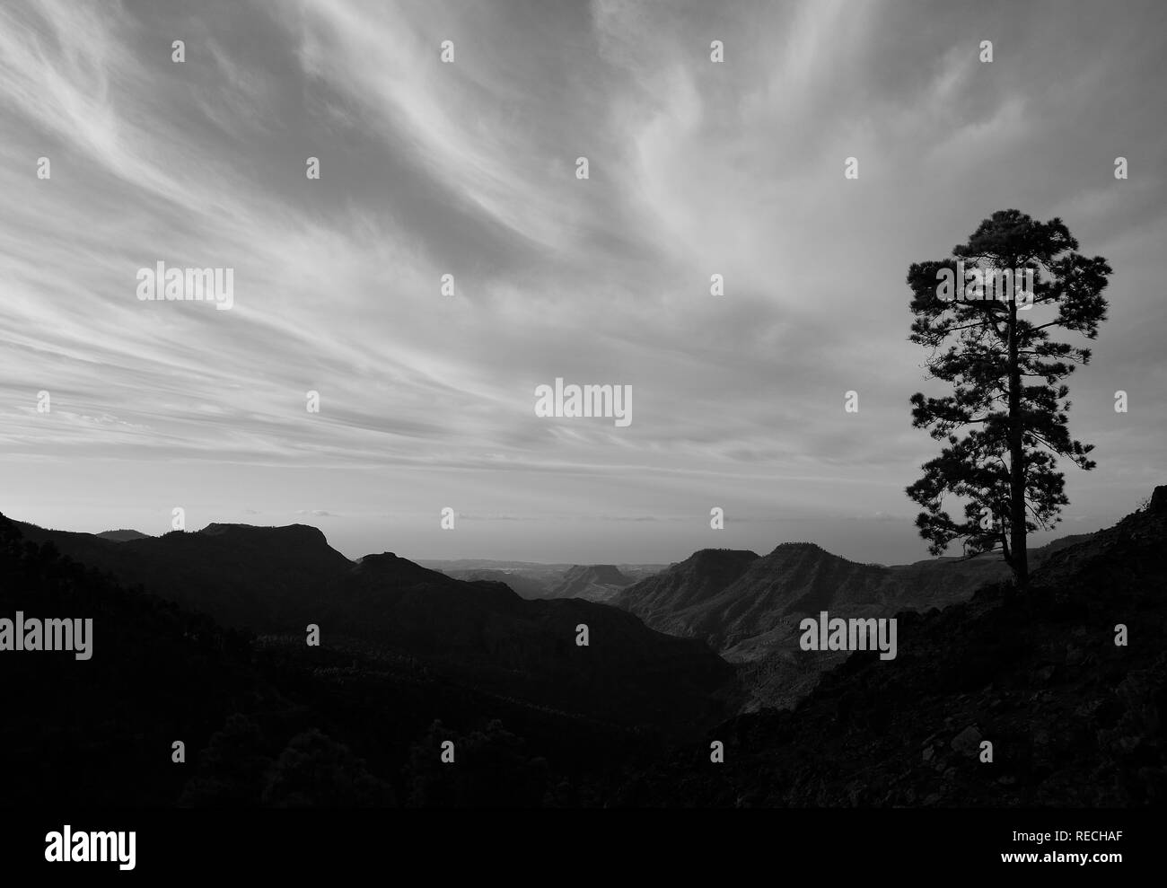 Paesaggio di montagna con Pino Solitario e effetto monocromo, Pilancones, Gran Canaria Foto Stock