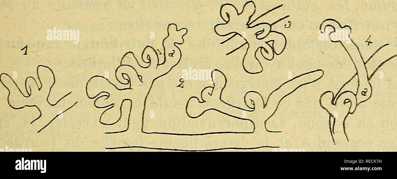 . Comptes rendus des sÃ©ances de la SociÃ©tÃ© de Biologie et de ses filiales. Biologia. SÃANCE DU H JUIN 999 portÃ© sur le mÃªme pí©dicelle montrait nettement les caractÃ¨res d'onu oogone en voie de diffÃ©renciation, mais non encore mÃ"r ; d'ailleurs je ne trouvai dans toute l'Ã©tendue de la cultura, peu abondante et par suite facilement observcible, aucune anthÃ©ridie mÃ"ri. J'Ã©tais donc en prÃ©scene d'onu cas d'apogamie, ou plutÃ't d'une sorte d'arrÃªt de diffÃ©ren- prezzamento, dans un organe qui Ã©tait sur le point de devenir sexuel et qui, avant de complÃ©ter sa diffÃ©renciation dans ce sens, r Foto Stock