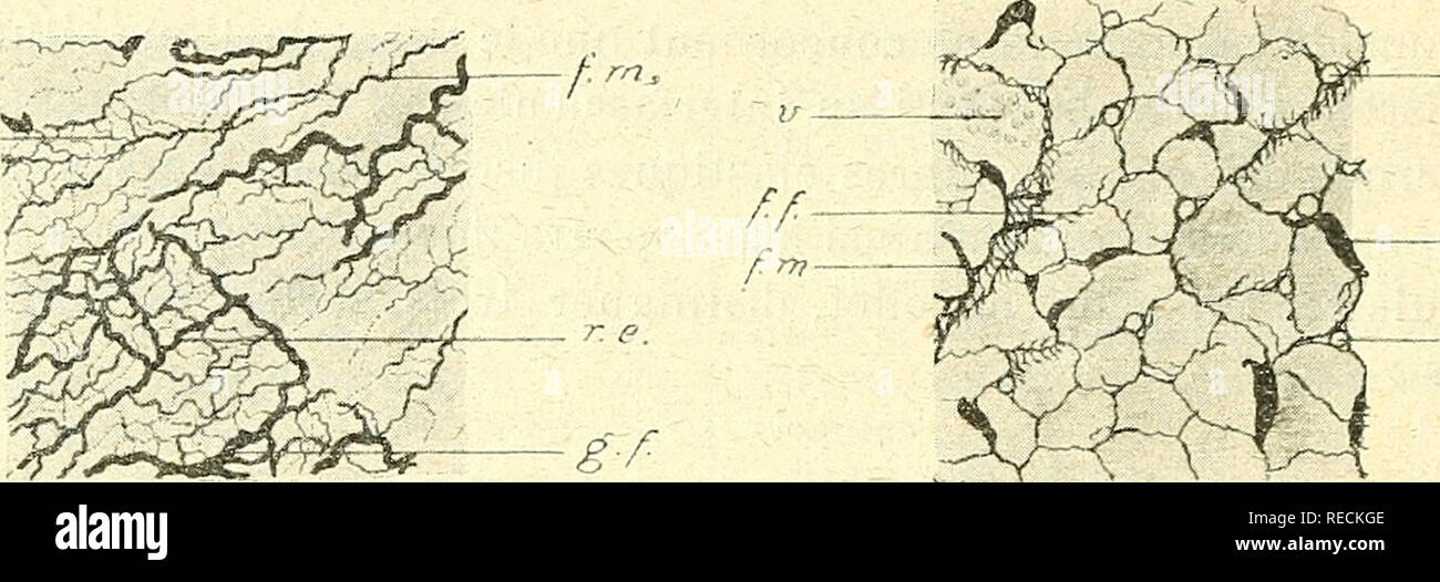 . Comptes rendus des sÃ©ances de la SociÃ©tÃ© de Biologie et de ses filiales. Biologia. GOO HliUNION BIOLOGIQUE DE BUCAREST Ja SarcolejÃ¯IME. Ramon y Cajal, Hoche, Glasser, Heidenhain et Mar- ceau (1) ont montrÃ© que les cardiaques fibre ont sarcolcmme delle Nazioni Unite. D'aprÃ¨s Heidenhain, il ne serait qu'une diflfÃ©renciation de la couche superficielle du sarcoplasme ; il serait donc indÃ©pendant du tissu costitui- jonctif interstitiel (Hoche, Glasser, Marceau). L'imprÃ©gnation par le nitrato d'argent rÃ©duit montre que ce sarcolemme, comme celui des ilbres striÃ©es muscoli des Volontaires, est de natura Ã©las Foto Stock