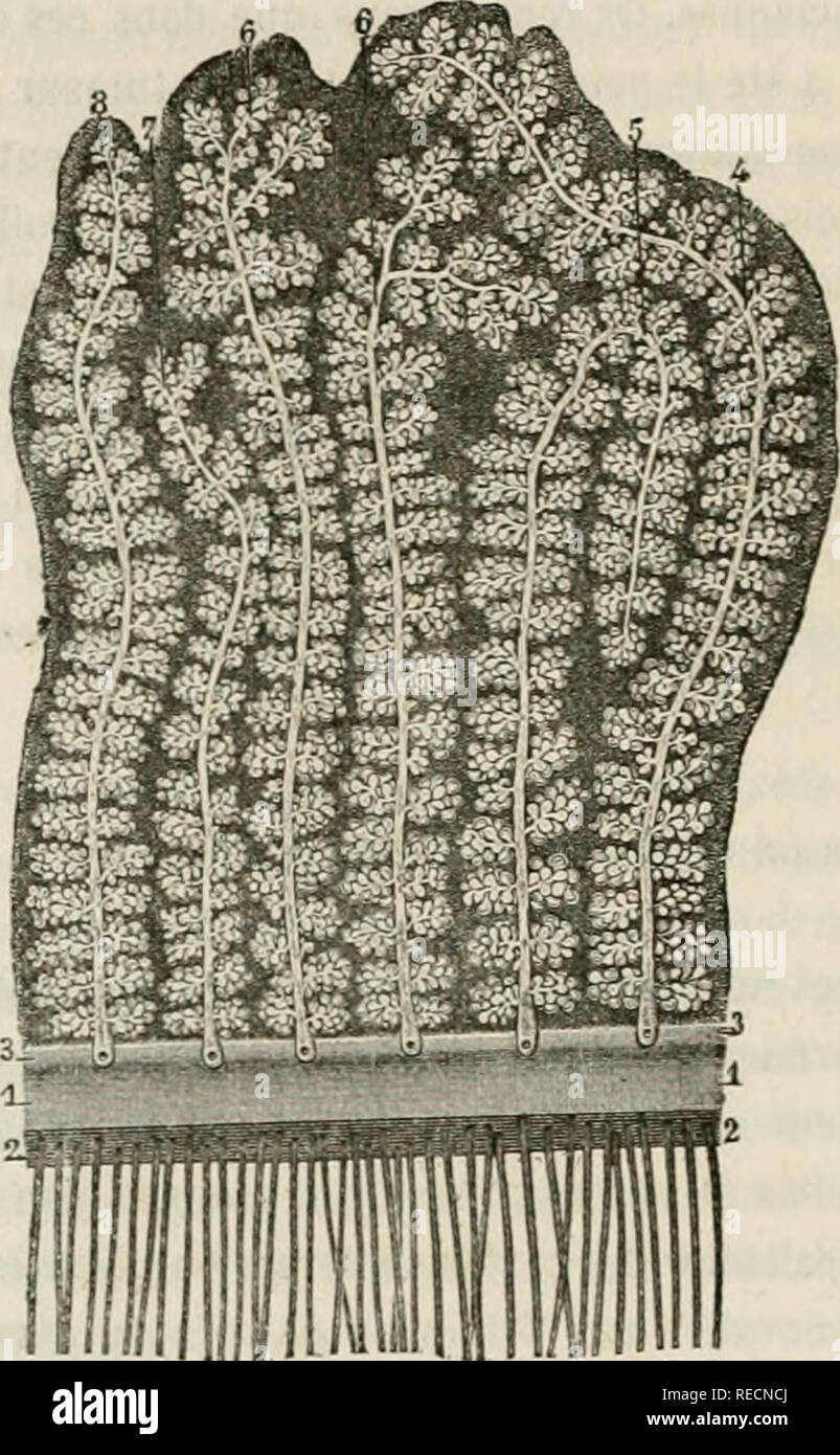 . Comptes rendus des séances de la Société de Biologie et de ses filiales ... FIG. 5. larse sup^riour, su en lemarqiie plusicisisqui s'^carlenl de ce Irajel recli- ligoe : quelques-unes dterivenl de loyeres flexuosil^s; d'aulres suiveiil d'abord une direzione ascendante, puis ser^flechissenl pour se porlt^r vei- licalemenl en bas; d'aulres marclieat parallelement au bord adh^reLt du cartilagine, snr passenl lesommelde plusicurs giandes, se courbeulensuite un angolo droit ou un angolo oblus, el discendente perpendiculairemenl vers le bord libre de la paupi^re. Toutes viennent s'ouvrir sur la l^vre pos Foto Stock