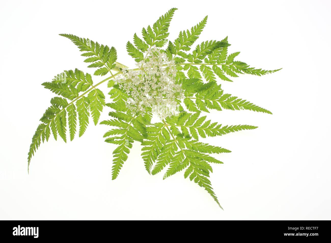 Cicely, dolce cicely (Myrrhis odorata) di erbe e piante medicinali contro la tosse e la debolezza dello stomaco Foto Stock