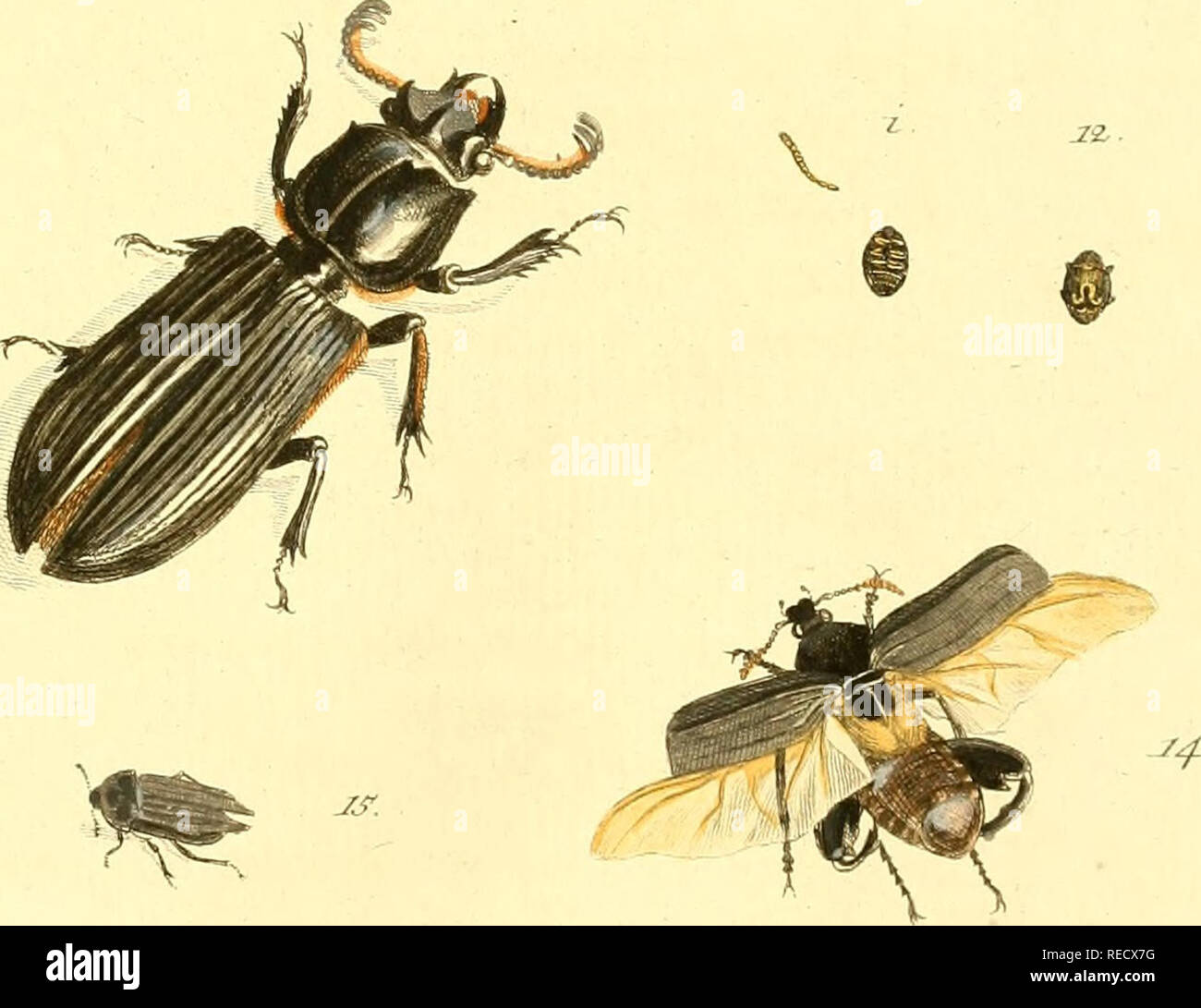 . Il dott. Sulzers AbgekÃ¼rtze Geschichte der Insecten : nach dem sistema Linaeischen : Erster[-Zweeter] Theil. Insetti; Crostacei; gli insetti. ThS/f c . D. ^^ '^'^^^r / /- â ^. ^^ M'.. Si prega di notare che queste immagini vengono estratte dalla pagina sottoposta a scansione di immagini che possono essere state migliorate digitalmente per la leggibilità - Colorazione e aspetto di queste illustrazioni potrebbero non perfettamente assomigliano al lavoro originale. Sulzer, J. H. (Johann Heinrich), 1735-1813; LinnÃ©, Carl von, 1707-1778; RÃ¶mer, J. J. (Johann Jacob), 1763-1819. Generi insectorum Linnaei et Fabricii iconibus illustrata; Schellenberg, Johann Rudolf Foto Stock