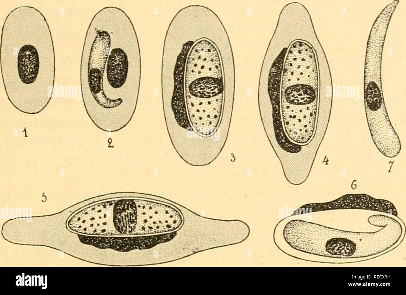 . Comptes rendus hebdomadaires des sÃ©ances de l'AcadÃ©mie des sciences. Scienza -- società, etc; scienza; scienza. SÃANCE DU l8 JANVIER 1909. l33 {fig. 2). L'une des extrÃ©mitÃ©s du parasite est grosse, arrondie, l'autre est effilÃ©e et d'ordinaire un peu recourbÃ©e. Vers la partie moyenne du corps de l'hÃ©mogrÃ©garine, su distingue karyosome onu de forme allongÃ©e, le grand ax du karyosome se confon- dant avec celui du parassita. Le protoplasme se colore en Bleu Clair; il est homogÃ¨ne ou ne prÃ©sente que de ammende granulazioni. Le parasite ne paraÃ®t pas entourÃ© par une capsule. L'hÃ©matie Foto Stock