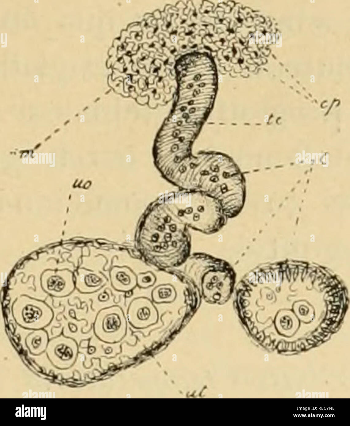 . Comptes rendus hebdomadaires des séances de l'Académie des sciences. Scienza -- società, etc; scienza; scienza. SÃANCE DU I*"'' JUILLET [907. 89 une couche cellulaire, dans laquelle le cytoplasme des cellules, adhérant novaiix aux, prend la forme de fuseauv, et les assi relatifs des fuseaux étant presque parallèles consti- tuent manchon delle Nazioni Unite. Les Autres élémenls cellulaires présentent onu cytoplasme réduit filii- forme, dont les nombreux filamenti se colorent trí¨s fort et se avvisaglia de la pí©riphérie vers le Centre, laissant dans l'intérieur une petite cavité. Dans l'intéri Foto Stock