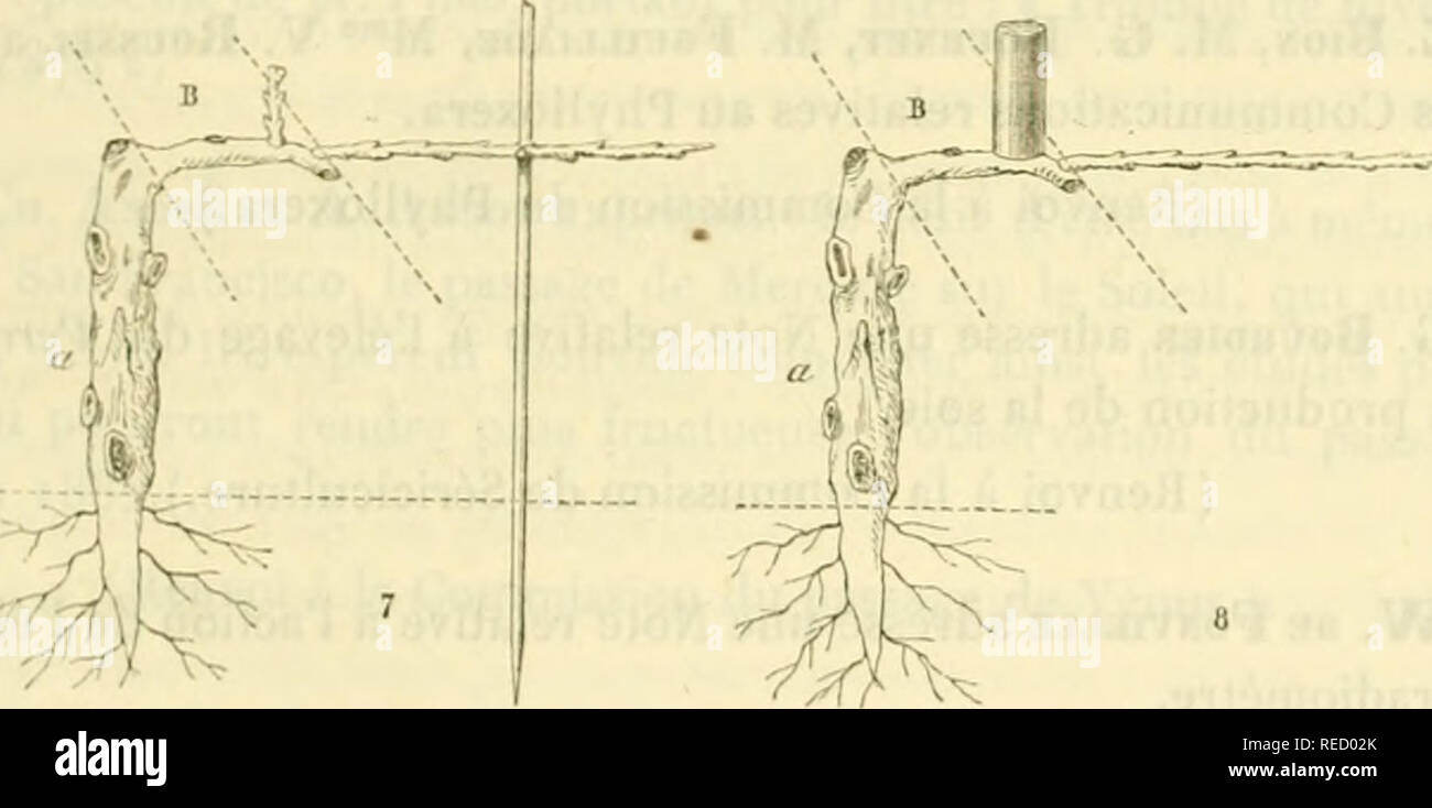 . Comptesrendusheb84Acad. es naturelles. Â ¢ 4. Mesure en zinco d'une contenimento d'onu demi-lilre, servo Ã proportionner l'eau et la soluzione mÃ¨re. Mettre une inosure de soluzione, au -^, versare i) mesures d'eau, ce qui fait mrlan onu^r au vingtiÃ¨me. Agiter, avant de s'en servir, pendant quatre ou cinq mi- processo verbale. Â" 5. Pinceau en crin animal de 3o ou 4Â" centimÃ¨tres de longueur et 3 ou 4 centimÃ¨tres. de diamÃ¨tre, destinÃ© Ã agiter le liqiiiilc du seau et à l'appliquer sur lecop de vigne ; ne |)come le laisser sÃ©journer dans le liquide au rc p )s. Avant d'applicpier le mÃ©lange sur le bois de la Foto Stock