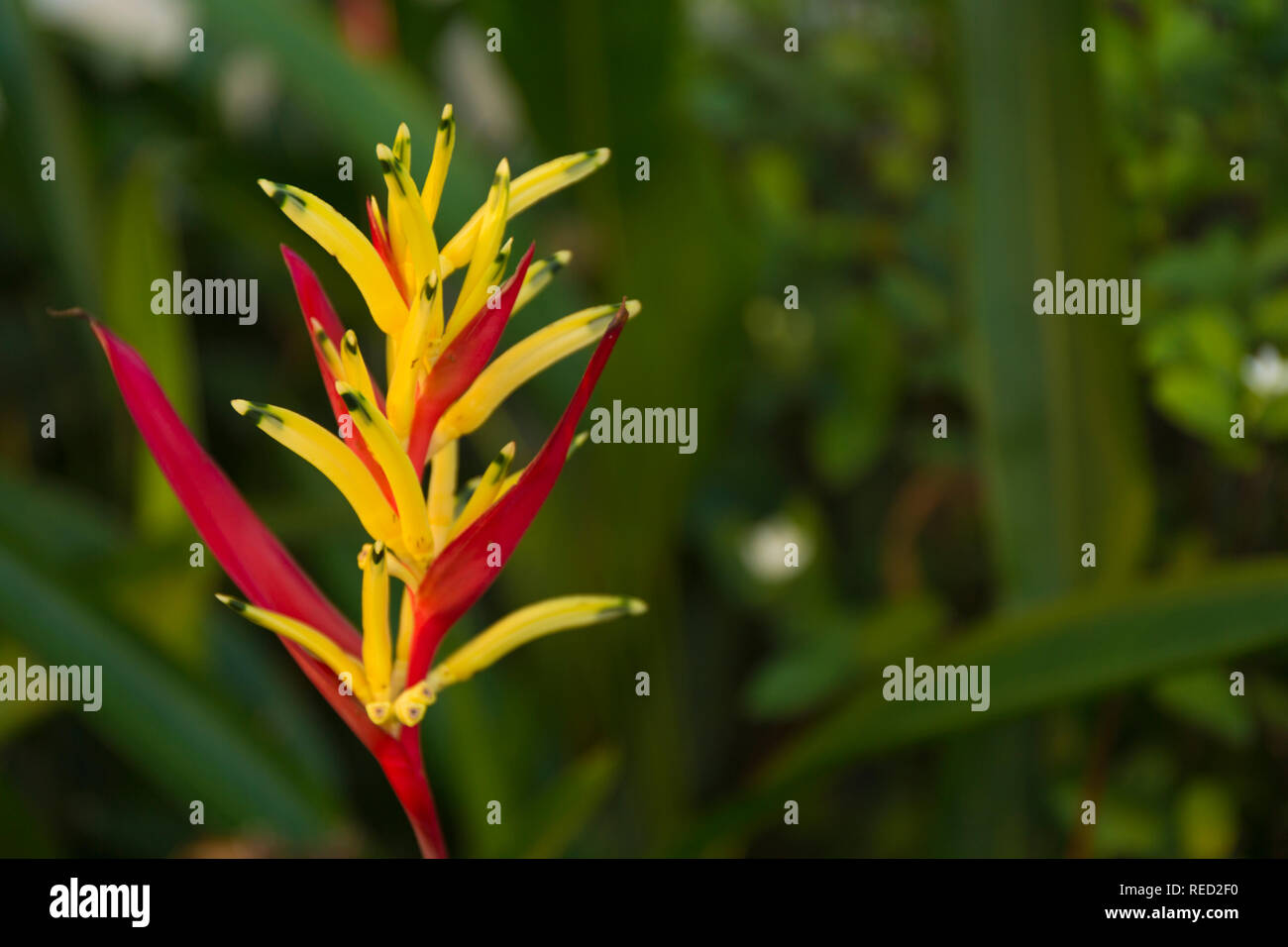 Macro Heliconia sfocatura dello sfondo. Close-up di fiori sfocati. Foto Stock