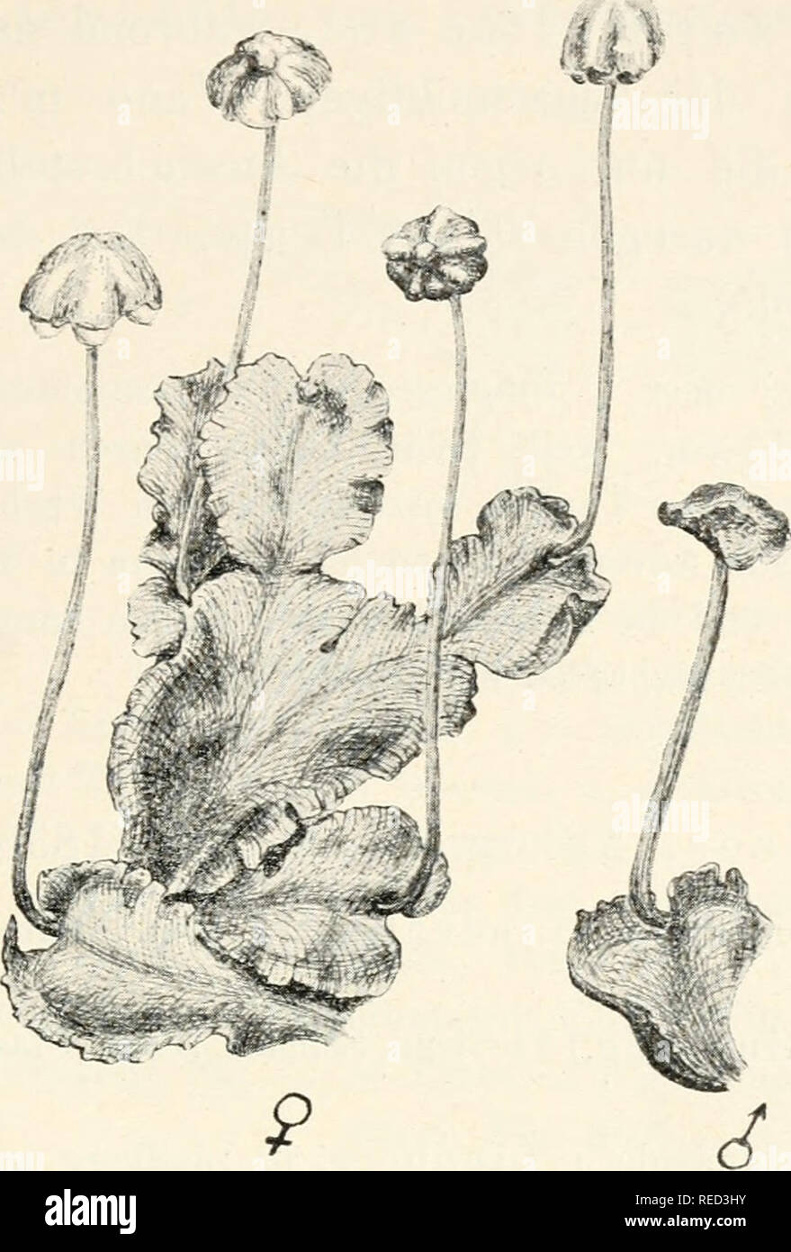 . Il dott. L. Rabenhorst's Kryptogamen-Flora von Deutschland, Oesterreich und der Schweiz. Alle crittogame -- Germania; alle crittogame -- Austria; alle crittogame -- la Svizzera. Preissia. 299 Geschlechtsor saiie auf gleichen oder Pflanzen getrennten, cf In- fi o r e s c e n z auf 0,5 2 cm a n g e m T r ä g e r mit z w e i B u c h- rinnen, der in einer Ein- buchtung des tallo ent- springt und völlig nackt ist. Auf dem Stiel sitzt etwas exzentrisch eine flache, veloce kreisförmige Scheibe von grüner und roter Ober- seite und dunkelroter, mit Schuppen bedeckter Unter- seite. Rand der Scheibe häutig, Mitte seicht Foto Stock