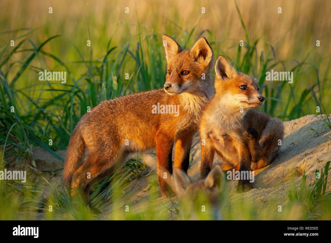 Red Fox, vulpes vulpes, piccoli cuccioli di giovani vicino a den curiosamente weatching intorno a. Foto Stock