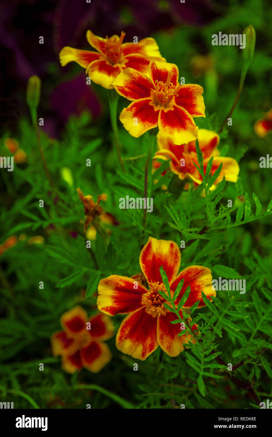 Signet calendula fiori, tagetes tenuifolia fiori Foto Stock