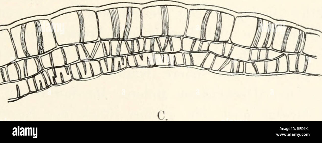 . Il dott. L. Rabenhorst's Kryptogamen-Flora von Deutschland, Oesterreich und der Schweiz. Alle crittogame -- Germania; alle crittogame -- Austria; alle crittogame -- la Svizzera. Fig. 66. Kingfasern in den Kapselwänden. A. Hapl omitrium. B. Preissia. C. Pellia epiphylla. A und B von der Fläche, C im Querschnitt. Yerg. ^*°/i. verdickungen, wenn aber, dann sparsamer als die innersten, klein- zelligen Schichten. Um die Form der Zellen und namentlich die forma Verdickungen ihrer leicht erkennen zu können, uomo benutzt mit Vorteil konzentrierte Schwefelsäure. Diese löst leicht die einzelnen Schichten voneinander und dur Foto Stock