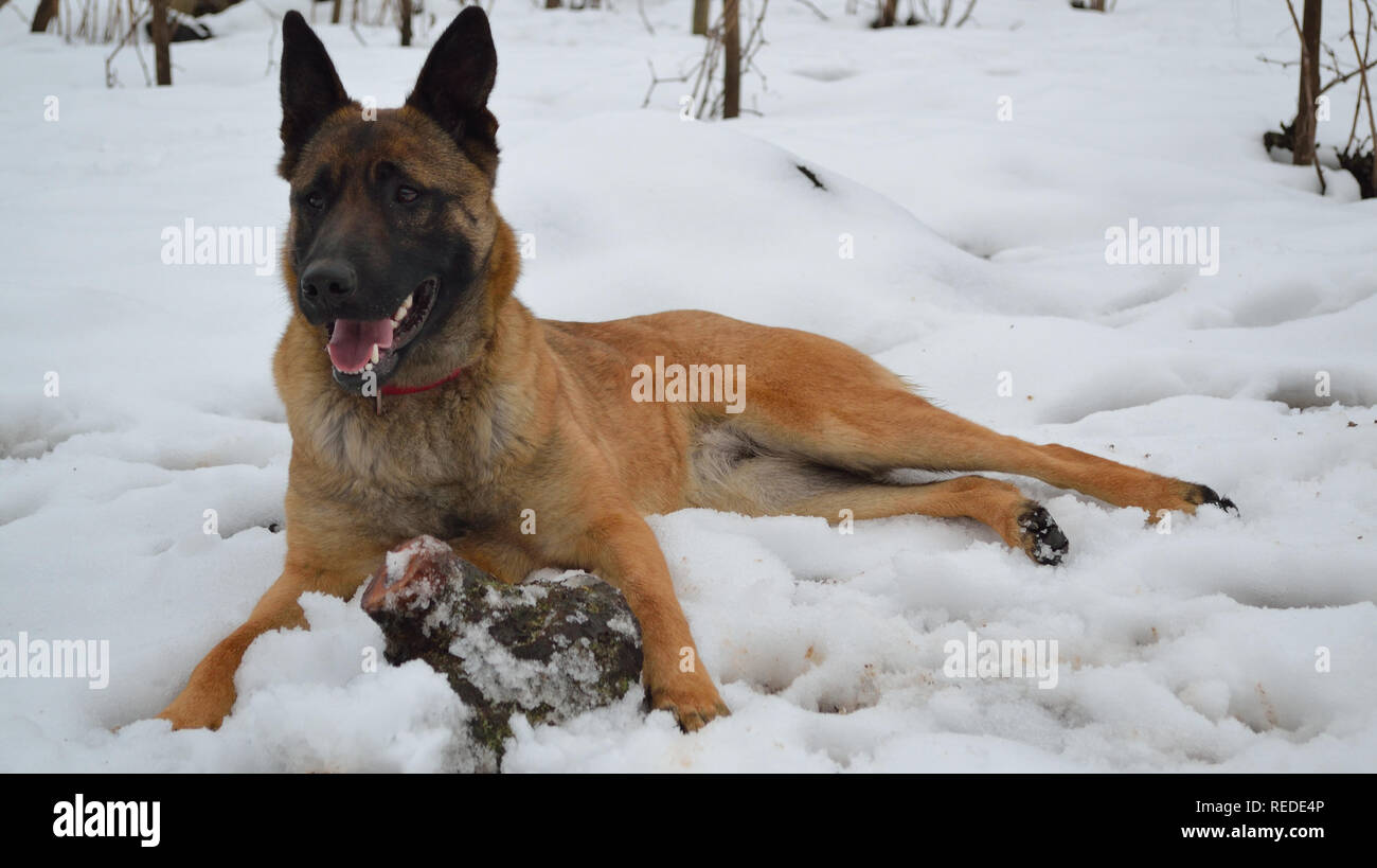 Cane da pastore belga malinois sdraiato nella neve, Canis lupus familiaris Foto Stock