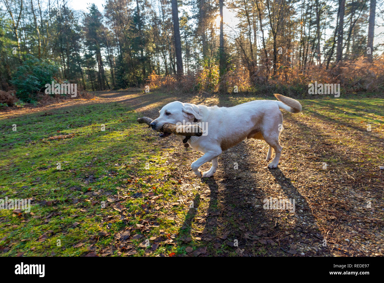 Felice white Labrador cane portando un grosso bastone lungo una via attraverso una foresta con la luce del sole che splende attraverso gli alberi. Foto Stock Felice white Labrador cane portando un grosso bastone lungo una via attraverso una foresta con la luce del sole che splende attraverso gli alberi. Foto Stock