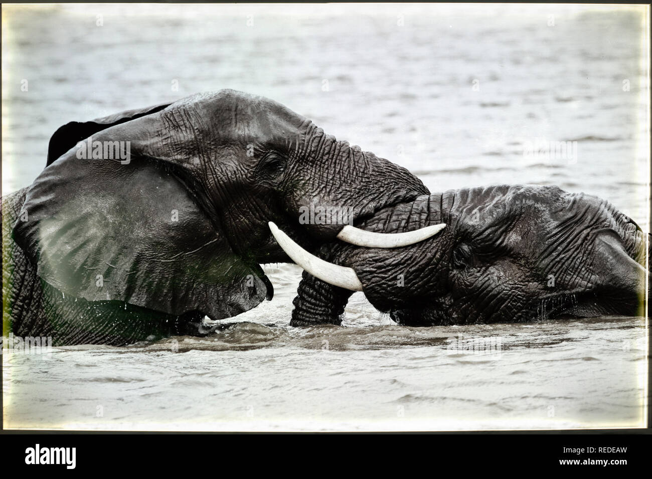 Immagine di due elefanti adulti giocando immerso in acqua Foto Stock
