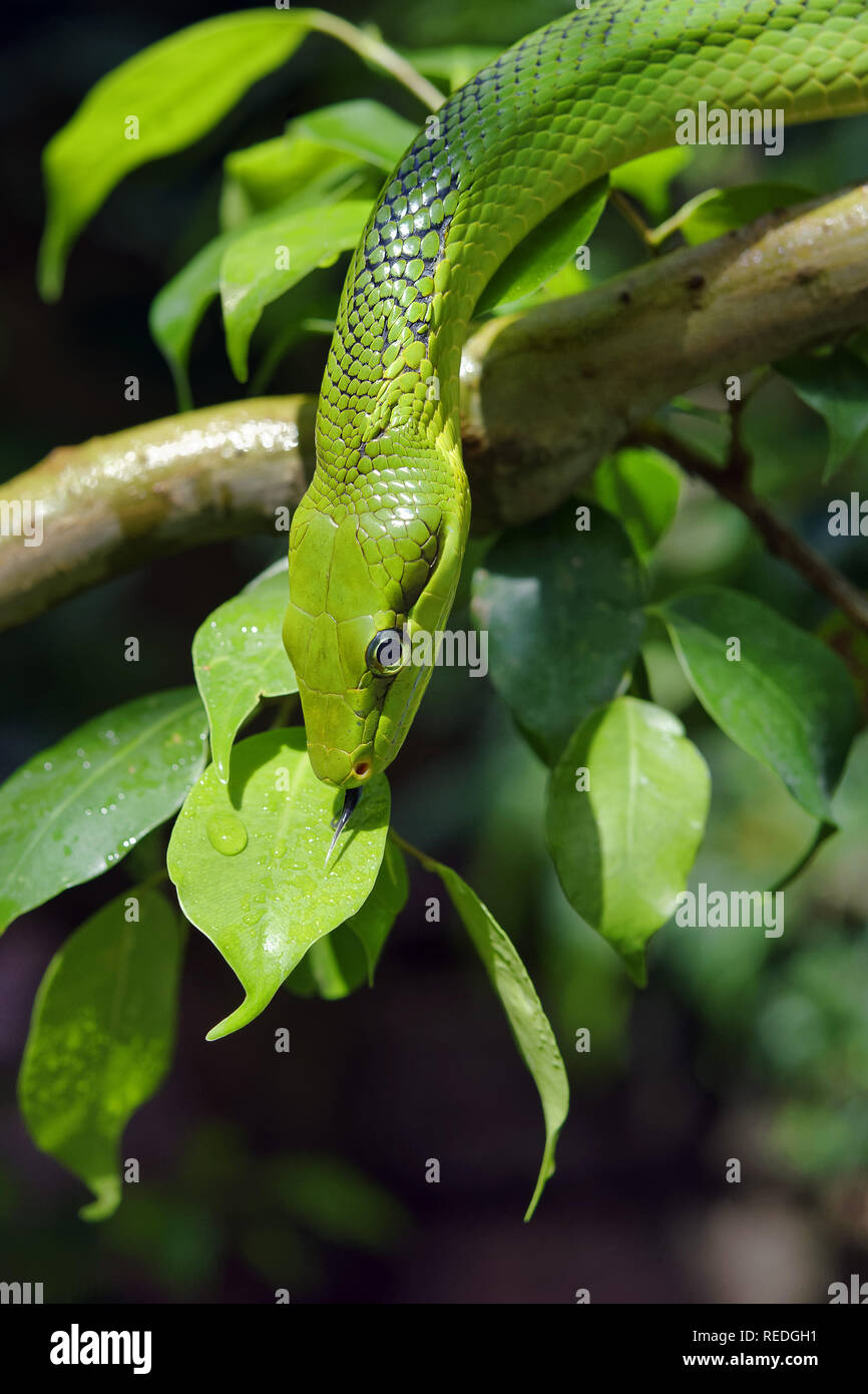 Red-tailed ratsnake verde - Gonyosoma oxycephalum Foto Stock