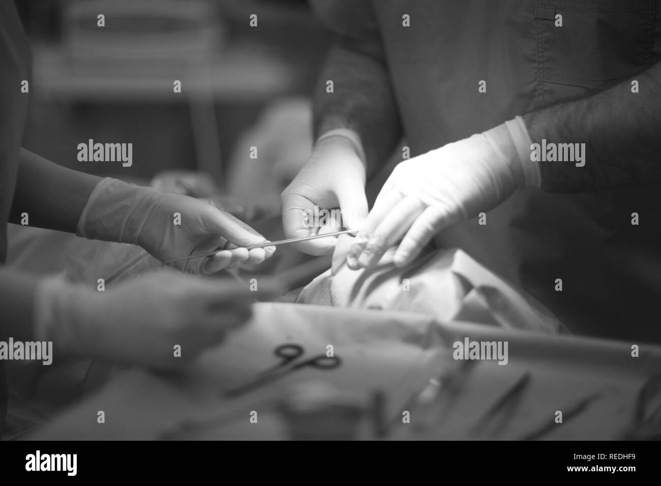 Le mani del dentista e il suo assistente con l'attrezzo durante la chirurgia dentale Foto Stock