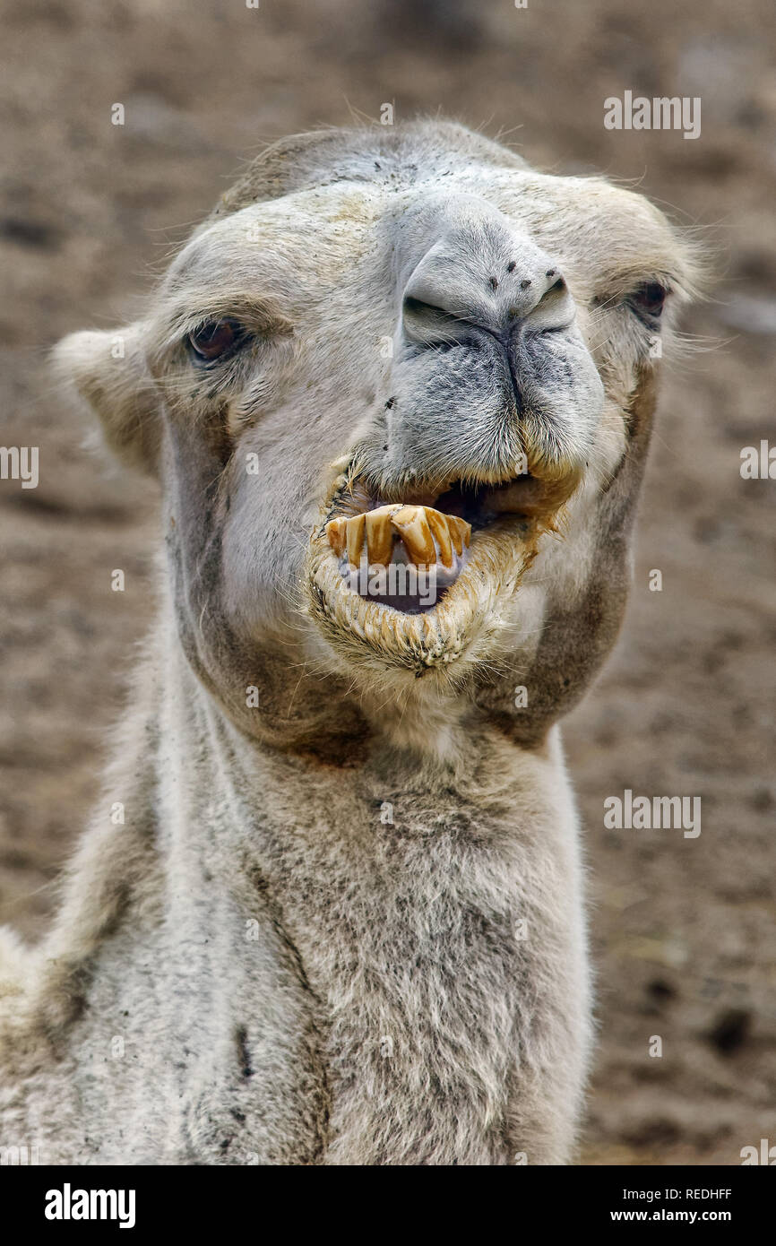 Bactrian camel - Camelus bactrianus Foto Stock