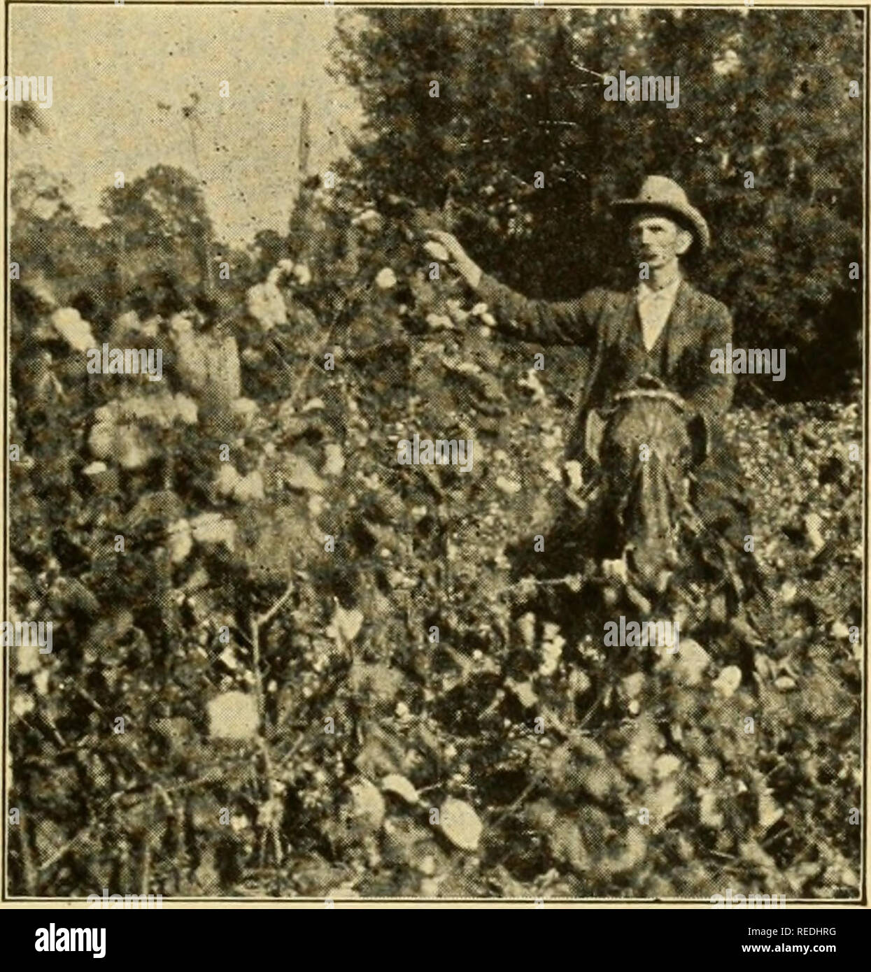 . Completare agricoltore e la guida. Agricoltura; vita contadina. [Dal vecchio catalogo]. Azienda Agricola LE COLTURE 159 o la granella piccola, per proteggere il suolo dal lavaggio e dalla lisciviazione, e di aggiungere la questione organica o azoto o entrambi, al suolo. 143. Fertilizzanti.-cotone risponde prontamente ai concimi. Il tipo e la quantità di fertilizzante da utilizzare dipende dal carattere del terreno su cui il cotone viene coltivato. Nitro- gen e fosforo sono gli elementi più comunemente necessari. Il potassio è presente nella maggior parte dei suoli in quantità sufficiente. Il modo più economico di mantenere l'alimentazione di azoto nel suolo è quello di coltivare il cotone in un rotati Foto Stock
