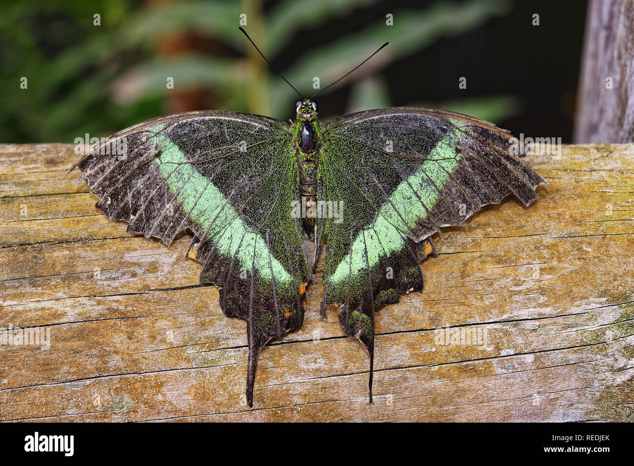 A coda di rondine di smeraldo - Papilio palinurus Foto Stock