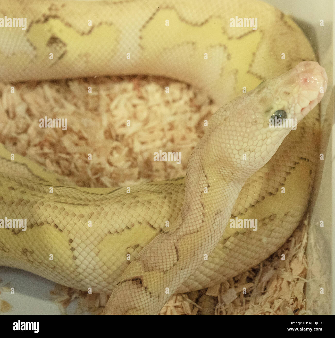 Albino royal python in un terrario Foto Stock