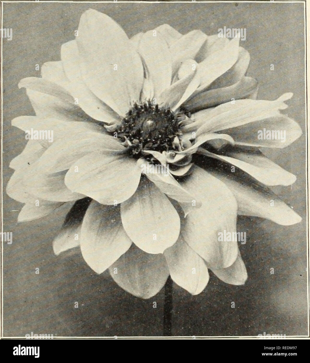 . Catalogo completo delle dalie. Semi di fiori di cataloghi; Vivai (orticoltura) cataloghi; dalie semi cataloghi. FAEONY-FI.OWERED DAHLIA RIEiSEN EDELWEISS Perù. Vellutato-marrone sono indicati in nero ombreggiato quando si apre per la prima volta- ing, diventando soffusa con garnet come esso si sviluppa; molto ricco. Piante pronto Aprile 15th. 75c ciascuna. Porcospino. Massa bianco lavato con soft rosa. Piante pronto Aprile 15th. 35c ciascuna. La principessa Royal. Giallo con sovrapposto un roseo sheen. Piante pronto Aprile 15th. 35c ciascuna. Il rev. H. J. cucina. La squisita viola-rosa con sul- phur-macchie gialle. 50c ciascuna. ellowGem. Una splendida canary-giallo. Impianto Foto Stock
