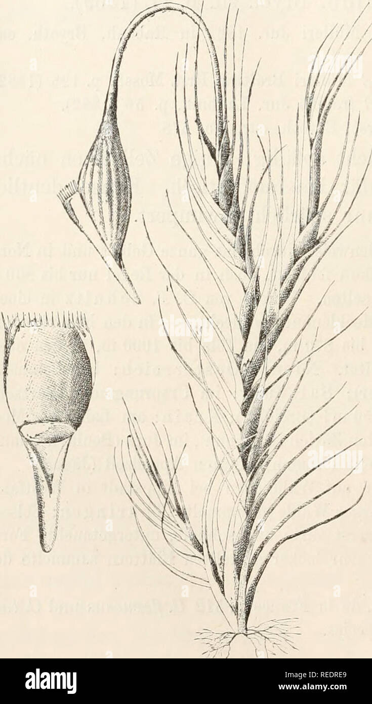 . Il dott. L. Rabenhorst's Kryptogamen-Flora von Deutschland, Oesterreich und der Schweiz. Alle crittogame -- Germania; alle crittogame -- Austria; alle crittogame -- la Svizzera. 390 Fig. 127. Sammlungen: Eabenhorst, Bryoth. eur. No. 85, 576, 976. H. Müller, Westf. Laubm. No. 351. Jack, L. &AMP; San, Krypt. Badens n. 726. Limpricht, Bryoth. sil. No. 107. Hübner, Moost.-erba. Taf. XL n. 15! Zweihäusig. - Easen dicht, 1-6 cm hoch, grün oliven bis- farben, etwas glänzend. Pflänzchen aus dem Stengel und der Unter- seite der Blattbasis längs rostfilzig, oft mit klein- blättrigen , schlanken, ab- fallenden Sprossen. Foto Stock