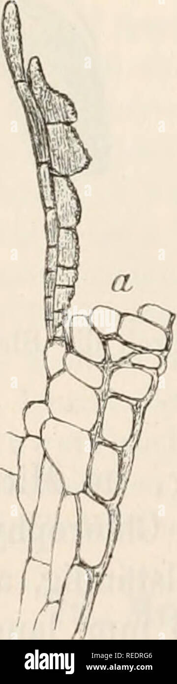 . Il dott. L. Rabenhorst's Kryptogamen-Flora von Deutschland, Oesterreich und der Schweiz. Alle crittogame -- Germania; alle crittogame -- Austria; alle crittogame -- la Svizzera. 252 des Pfriementheiles rectangiilär. Archegonien spärlich, 0,35 mm lang, mit einigen fadenförmigen, hyalinen Paraphysen. - La Fig. 95. Im Bretterwandkopf bei Windischraatrei in Tirol ca. 2500 m von J. Breid 1er am 27. Juli 1S71 entdeckt imd Änoectangium als? Mitgetheilt. Diese fremdartige Erscheinung gehört nach Habitus und Blüthenstand zu <len pleurocarpen Gymnostomeen, allein sie lässt sich hier bei keiner der bekannten Gattungen sich Foto Stock