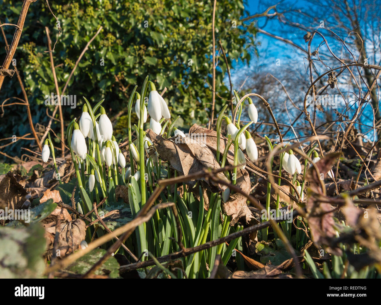 Un gruppo di wild bucaneve Galanthus in fiore con foglie circostanti la lettiera e un cielo blu sullo sfondo Foto Stock