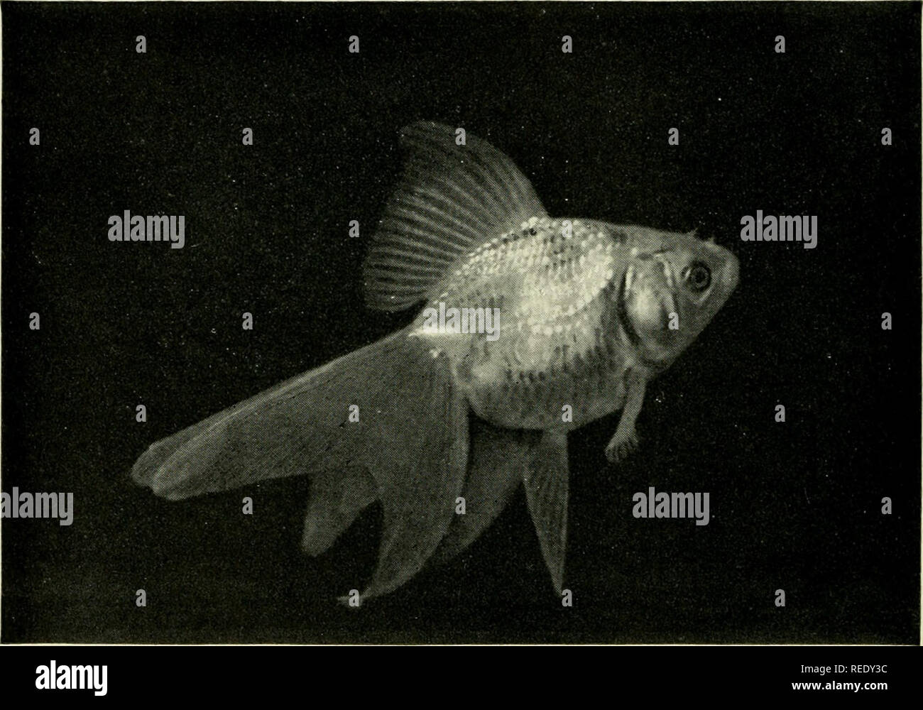 . L'acquario completo prenota; la cura e allevamento di pesci rossi e pesci tropicali. Acquari; Goldfish. Fig. 180. La Cometa di questo pesce è stato allevato per linee leggiadre e la lunghezza delle alette.. Fig. 181. Super Multisistema Fiocco di commercio qui abbiamo un collegamento tra i Comuni di fiocco e altamente de- veloped Fringetail giapponese. Il soggetto di questa illustrazione è un brillante e scintillante, metallico di colore bianco, noto in commercio come una "perla" Goldfish, ma che è più comunemente nota come Silverfish. 202. Si prega di notare che queste immagini vengono estratte dalla pagina sottoposta a scansione le immagini che potrebbero Foto Stock