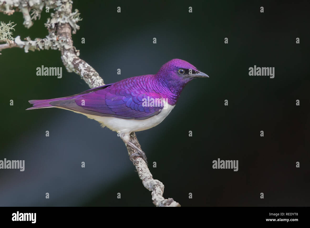 Viola-backed starling Foto Stock