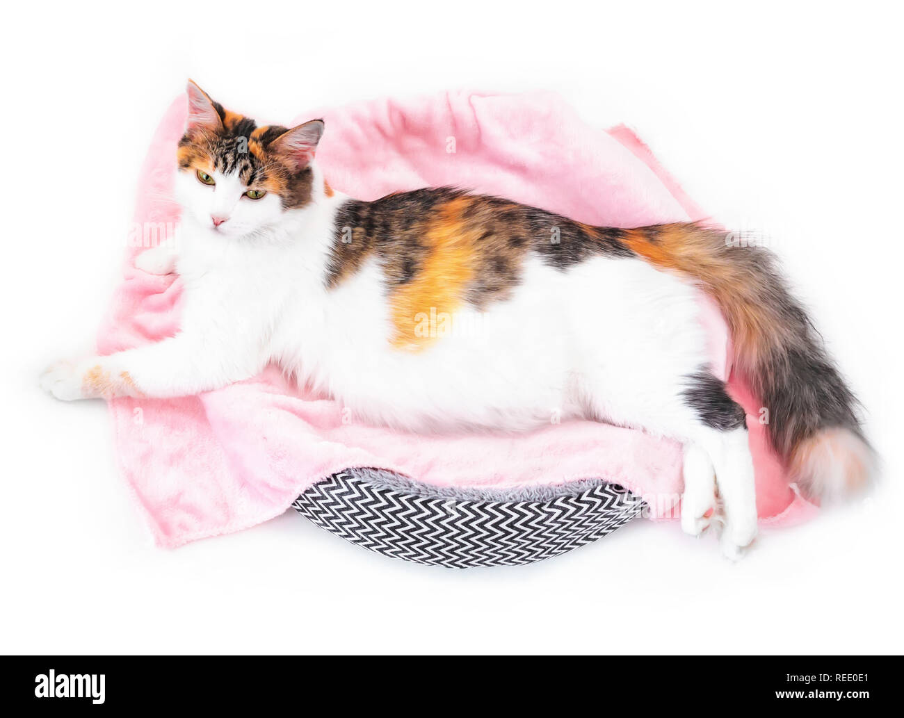 Cat la gravidanza. Gravidanza Gatti calico con grande pancia deposizione sul tessuto rosa guardando la fotocamera. Isolato sfondo bianco Foto Stock