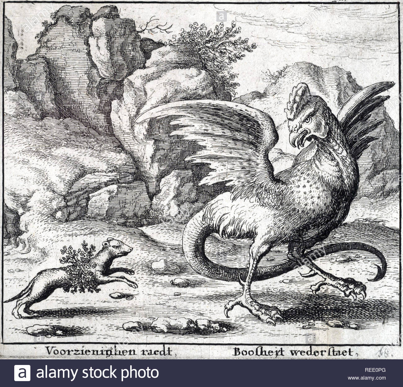 Basilisk e la donnola, è un leggendario rettile la fama di essere un re serpente che può causare la morte con un unico sguardo, attacco da incisore boemo Wenceslaus Hollar da 1600s Foto Stock