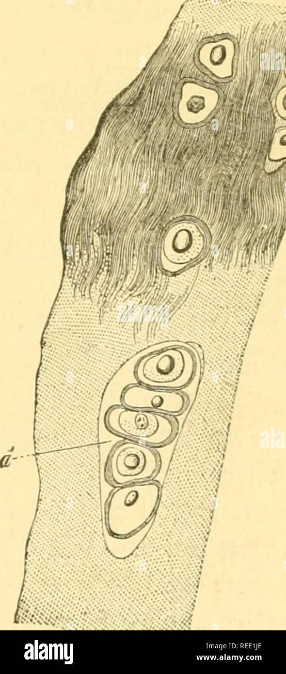 . Compendio di istologia. Istologia. WW Fig. 43.-la cartilagine della tiroide del porco base sub- atteggiamento è diviso in cella- distretti. fShki come avere queste capsule e la sostanza intermedia sono state formate ? Riguardo a questa è stata molto discussa. Oggi dobbiamo dire che entrambi sono prodotti cellulari, sono sostanze ceduto dalla cella, e facevano parte del corpo cellulare stesso. Nel processo di ensiform dello sterno del coniglio, è facile riconoscere, senza ri- agenti, che la sostanza intercellulare è formata solo delle capsule cementato di cellule di cartilagine (Remak). Da Foto Stock