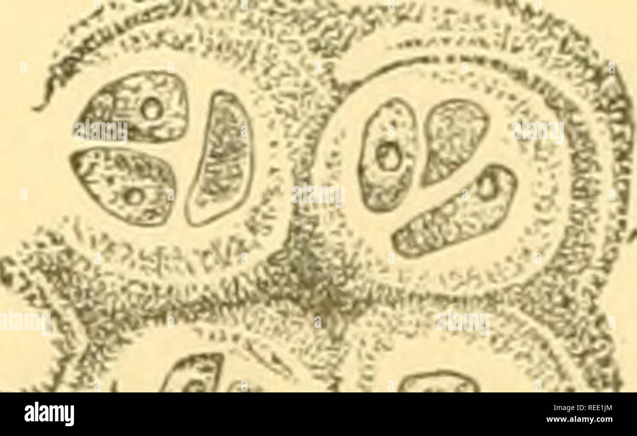 . Compendio di istologia. Istologia. Il CONNE CTIVE-S UBS TA SNO GR O. 43 unfrequcntly quest'ultimo avvolgono le cosiddette cellule figlie (comp. Fig. 19)-. WW Fig. 43.-la cartilagine della tiroide del porco base sub- atteggiamento è diviso in cella- distretti. fShki come avere queste capsule e la sostanza intermedia sono state formate ? Riguardo a questa è stata molto discussa. Oggi dobbiamo dire che entrambi sono prodotti cellulari, sono sostanze ceduto dalla cella, e facevano parte del corpo cellulare stesso. Nel processo di ensiform dello sterno del coniglio, è facile riconoscere, senza ri- Foto Stock