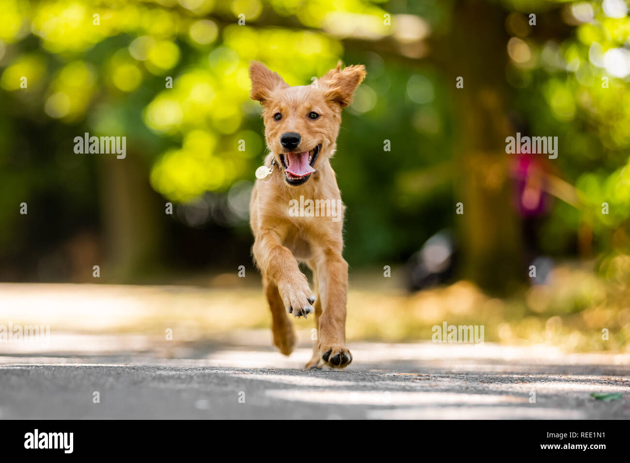 Un Golden Retriever cucciolo che corre verso la telecamera su un percorso nel parco con orecchie sbattimenti. Foto Stock