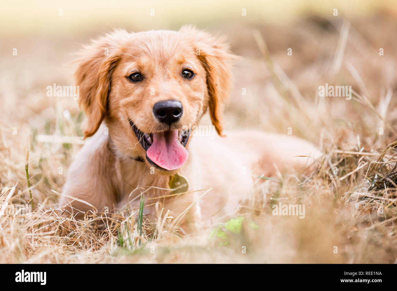 Un Golden Retriever cucciolo giacente in molto asciutto erba o fieno guardando la telecamera con la bocca aperta. Foto Stock