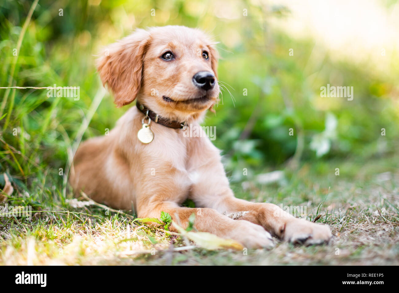 Un Golden Retriever cucciolo giacente in erba ruvida con la bocca chiusa che indossa un collare in pelle con un round pendente in metallo Foto Stock