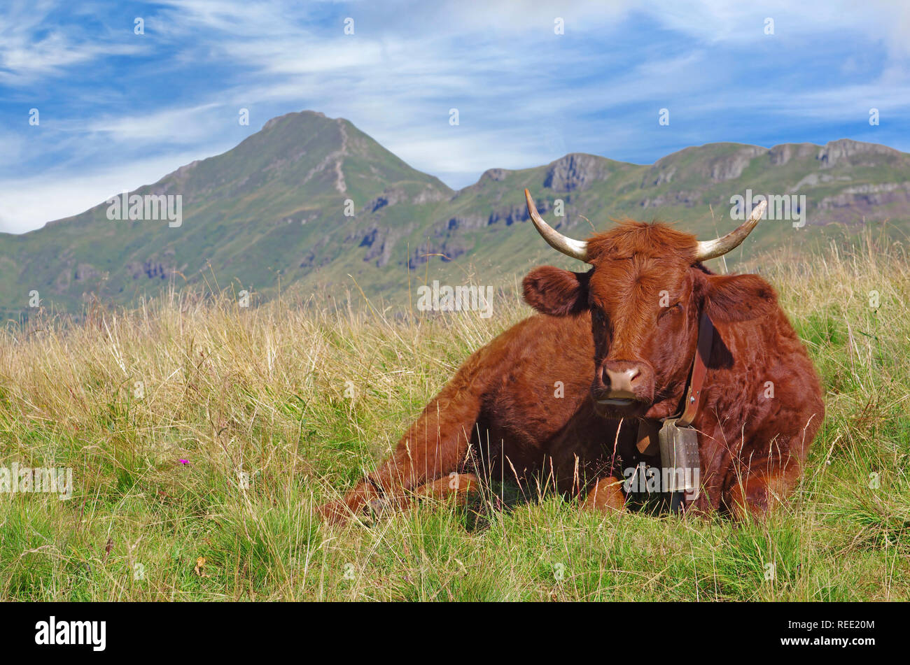 Il francese Salers mucca con la campana, sdraiato in un campo con le montagne sullo sfondo. Rurale scena. Cantal, Auvergne, Francia Foto Stock