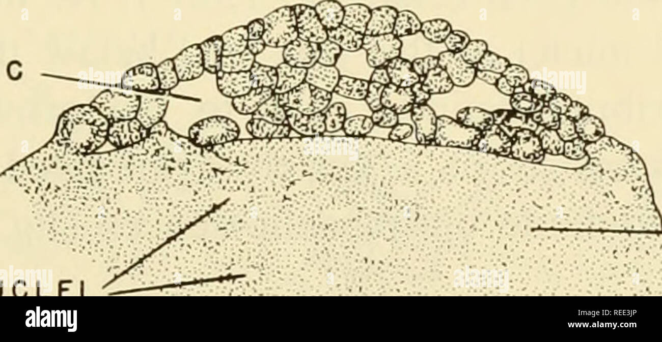 . Embriologia comparata dei vertebrati; con 2057 disegni e foto. raggruppati come 380 illus. Vertebrati -- embriologia; embriologia comparata. Spazio BLASTOCOELIC tuorlo. 4°. ,: CLEAVAU E ""^^•i'Sii;^-^'"' cella centrale "5^ letto tuorlo di Fig. 154. Sviluppo precoce di Lepisosteus osseus. (Dopo il Decano, 1895.) (A) ONU- clivato uovo, che mostra il disco germinale. (B) Primo clivaggio è a trench che si estende al di là (cioè lateralmente) al margine del disco germinale. (C) la sezione trasversale del clivaggio solchi mostrato in (B). (D) Quattro-cella fase. (E) terzo piani di clivaggio sono verticali come indicat Foto Stock