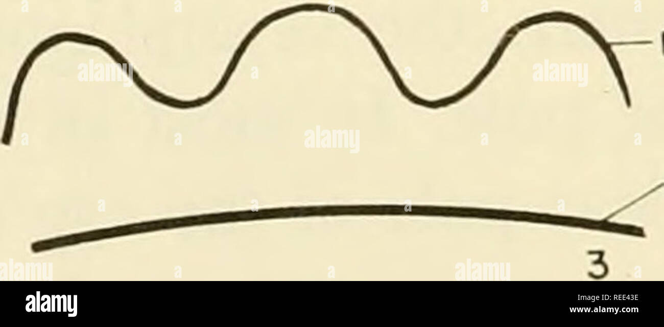 . Embriologia comparata dei vertebrati; con 2057 disegni e foto. raggruppati come 380 illus. Vertebrati -- embriologia; embriologia comparata. Membrana VITELLINE granulo corticale superficiale al plasma,       ^^VITE LLI NE -X^" a membrana ^^^-'"^==^0 0 R T I C A L  ^^^^ granuli " P L A S M A 2 S U R faccia. FE RT IL IZ a membrana di ioni al plasma della superficie Fig 129 la formazione della membrana di fertilizzazione nell'uovo maturo dei ricci di mare. (A) la superficie dell'uovo e gelatina circostante rivestire prima di fecondazione. (Dopo Runnstrom, '49 p 245 ) (Bl 2 3 4, 5) Punto x segna il punto di sperma co Foto Stock