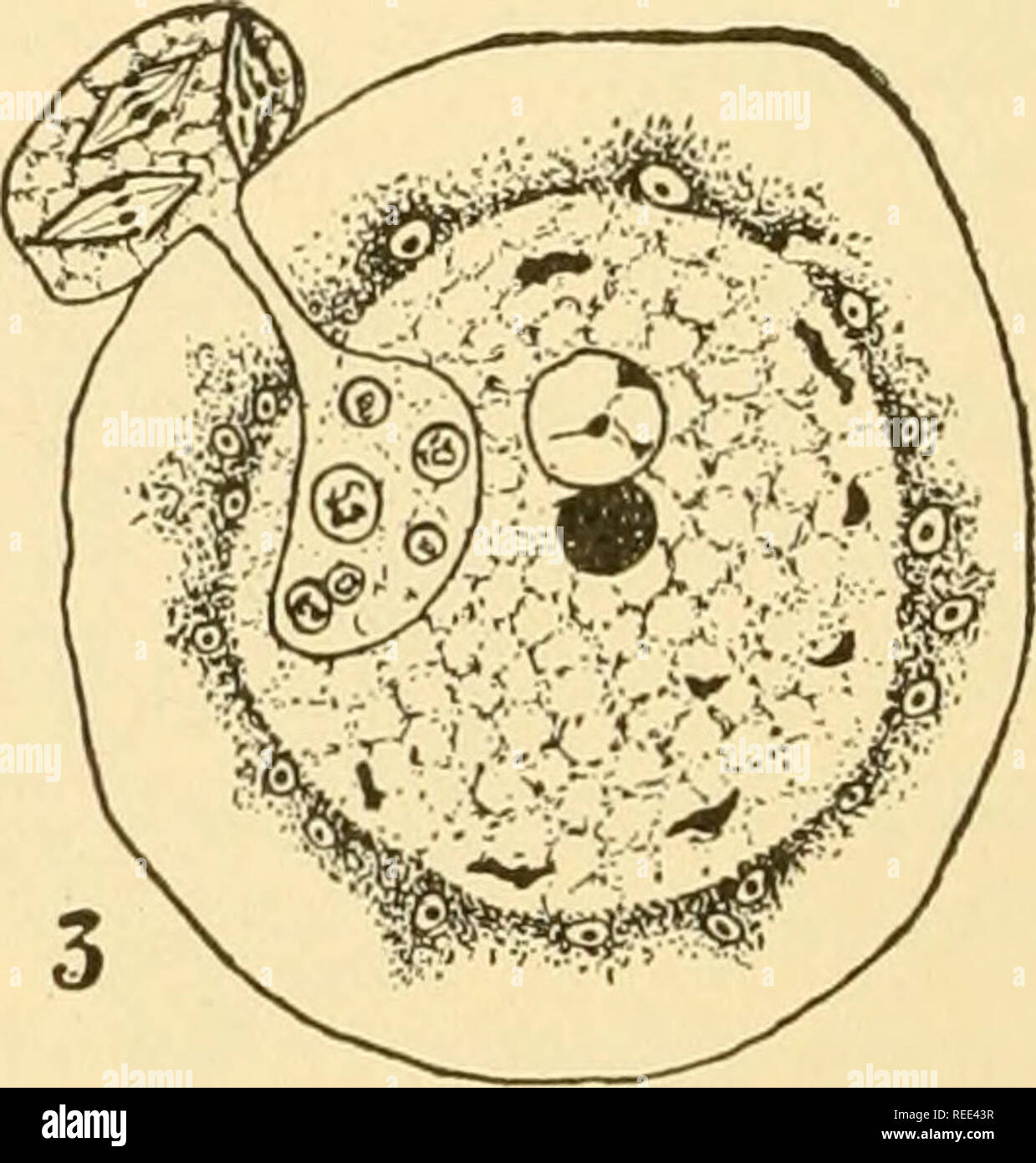 . Morfologia comparata dei funghi. Funghi. . Si prega di notare che queste immagini vengono estratte dalla pagina sottoposta a scansione di immagini che possono essere state migliorate digitalmente per la leggibilità - Colorazione e aspetto di queste illustrazioni potrebbero non perfettamente assomigliano al lavoro originale. Gäumann Ernst Albert, 1893-1963; Dodge, Carroll William, 1895-. New York [ecc. ] McGraw-Hill Book Company, Inc. Foto Stock