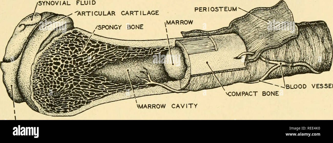 . Anatomia comparata. Anatomia di confronto. Il sistema scheletrico 251 teres legamento. Molti i muscoli della coscia e la parete del corpo sono attaccati al coxal osso che serve anche per sostenere i visceri addominali. Le due ossa coxal insieme con il sacro e coccyx formano il bacino e la cui forma differisce in qualche modo nei due sessi. Femore. Il femore o femore, che è la più grande delle ossa del corpo, ha un albero e due estremità. La estremità superiore include una testa semisferica, un collo e due trochanters, maggiore e minore. Il grande gluteo muscolo delle natiche è inserito su t Foto Stock