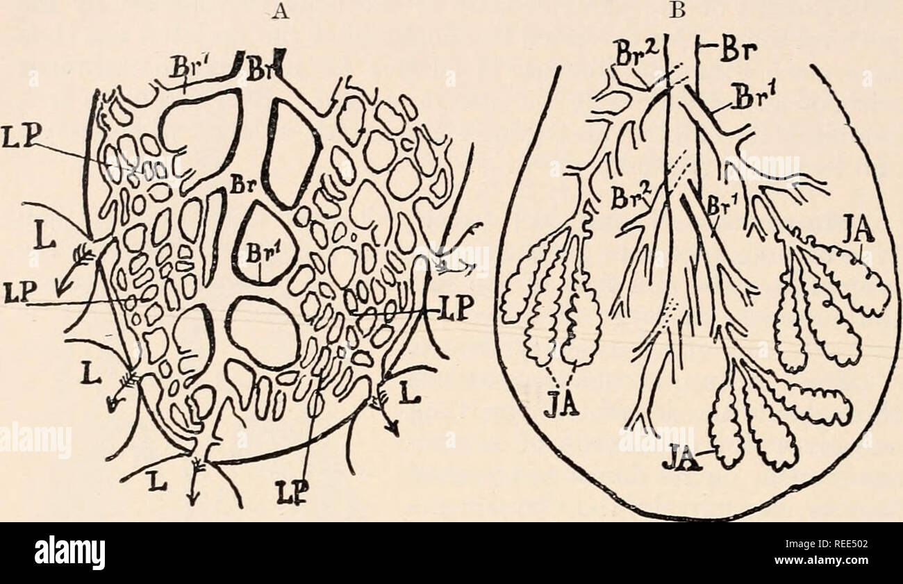 . Anatomia comparata dei vertebrati. Anatomia, comparativo; vertebrati. 388 Anatomia comparata e infine scomparire come quest'ultimo suddividersi in più fini e sottili rami. La ultimate bronchioli si aprono in piccole vescicole terminale, il sacculi alvcolarcs o " infundibula " (Fig. 294, B), che sono circondati da una fitta rete di capillari e le pareti del. FIG. 294.-SCHEMA DELLA STRUTTURA DEL POLMONE IN UNA, uccelli, e B, mammiferi. (L intera del polmone non è rappresentato). A. Br, bronco principale; Srl, secondario bi'onchi: LP, "polmone-tubi"" (para- bronchia). Le frecce mi Foto Stock