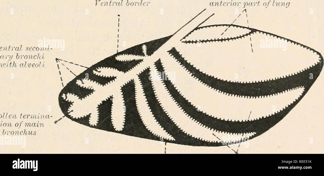 . Anatomia comparata dei vertebrati. Anatomia, comparativo; vertebrati. Confine Lutcrnl linmi laterale"unità lii iIn se la FIG. 287. - Thalassochelys caretfa. (Dopo A. Malani.) Moreovei1, una distinzione dei bronchi in porzioni serve soltanto per il passaggio di aria e in porzioni respiratorio diventa ,/,t,-&LT;/bronchi in ant* rior parte n/i / }'eii1 secoml ral- iii' il bronchi. Gonfio termina- zione del bronco principale bonlt dorsale.i' dorsale bronchi secondari con alveoli FIG. 288.-polmone di Alligator mississipiensis. Il Bronco entra nel polmone a una certa distanza dalla estremità anteriore (Dopo A. Mal Foto Stock