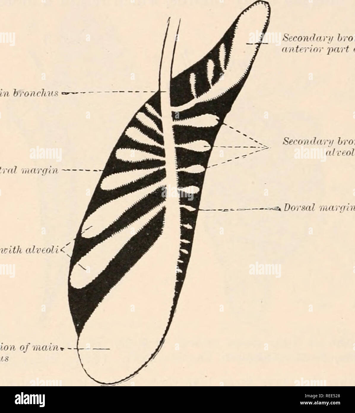 . Anatomia comparata dei vertebrati. Anatomia, comparativo; vertebrati. 380 Anatomia comparata di numerose aperture con piccoli bronchi secondario : questi possono nuovamente di dare luogo a dei bronchi di un terzo ordine e così via. Questa alta la differenziazione del polmone si verifica anche in certe lucertole, solo la sua estremità posteriore conservando una notevole lumen (Fig. 286), ed è più marcato in Chelonians e coccodrilli (Figg. 287 e 288). In serpenti, d'altro canto, il lume centrale (ossia il bronco principale) rimane ancora più spazioso e, come in Amphisbaenians, in correlazione con la forma allungata del corpo, il r Foto Stock